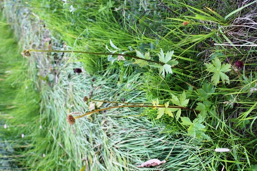 Trollius apertus