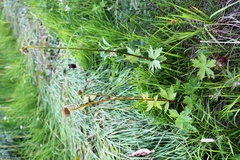 Trollius apertus