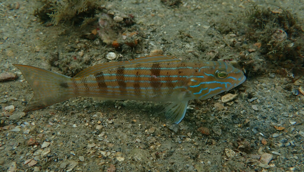 Sand perch (Diplectrum formosum) — Serranidae