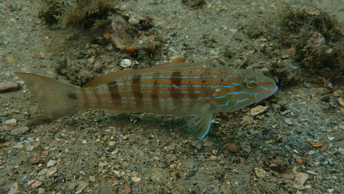 Zandbaars-grondel (Diplectrum formosum) — Serranidae