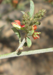 Indigofera subulata var. subulata image