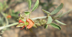 Indigofera subulata var. subulata image