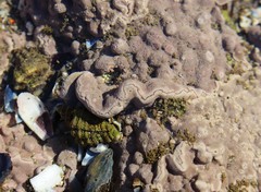 Lithophyllum incrustans