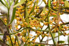 Phoradendron carneum