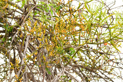 Phoradendron carneum