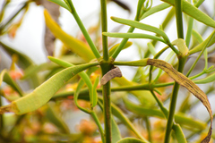 Phoradendron carneum