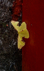 Corymica fulvimaculata