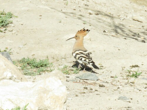 Common Hoopoe