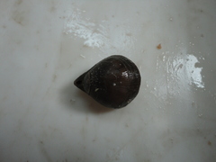Hemithiris psittacea