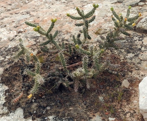 Cylindropuntia × viridiflora, photograph 6