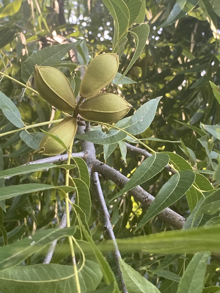 pecan from River Legacy Park, Fort Worth, TX, US on July 27, 2023 at 0841 AM by charley
