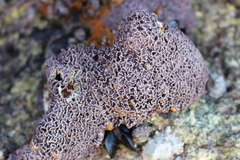 Lithophyllum