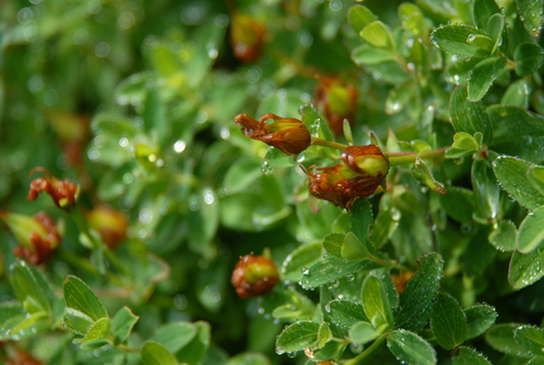 Hypericum nagasawae (Hypericum nagasawae)