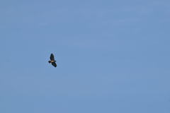 Buteo jamaicensis