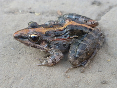 Ptychadena mossambica