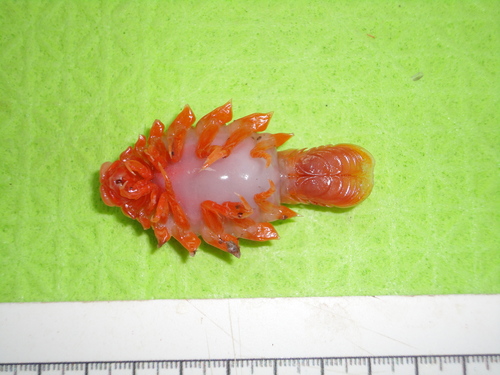 Anuropus panteni