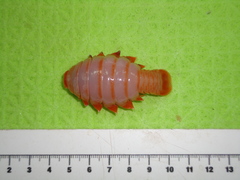 Anuropus panteni