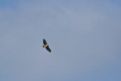 Buteo jamaicensis