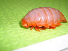 Anuropus panteni