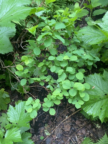 Spiraea betulifolia