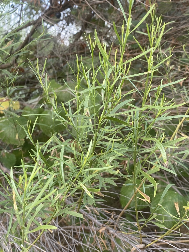 Poverty Weed from River Legacy Park, Fort Worth, TX, US on July 27 ...