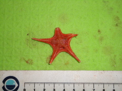 Plutonaster agassizi