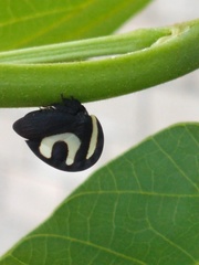 Membracis foliatafasciata