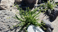 Chorizanthe brevicornu