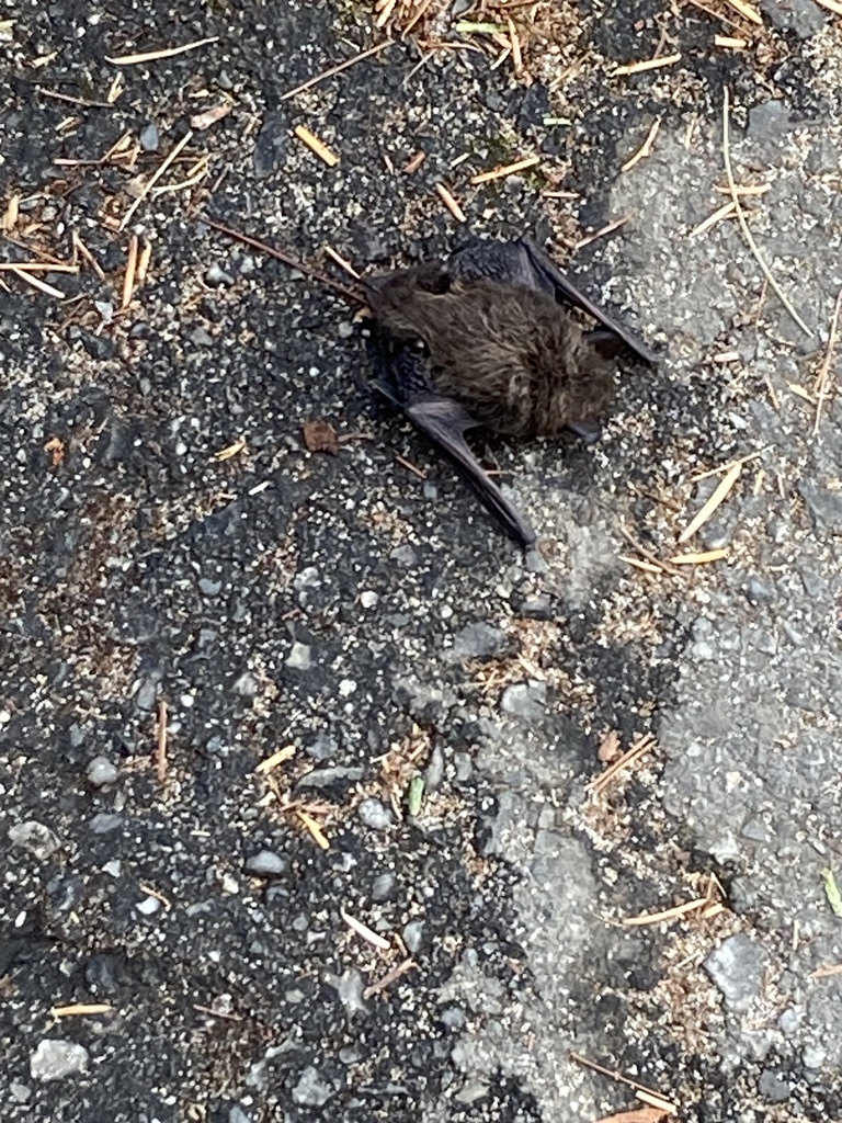 Evening Bats from Idaho Panhandle National Forest, Priest Lake, ID, US