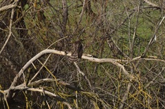 Accipiter cooperii
