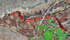 Micrurus proximans