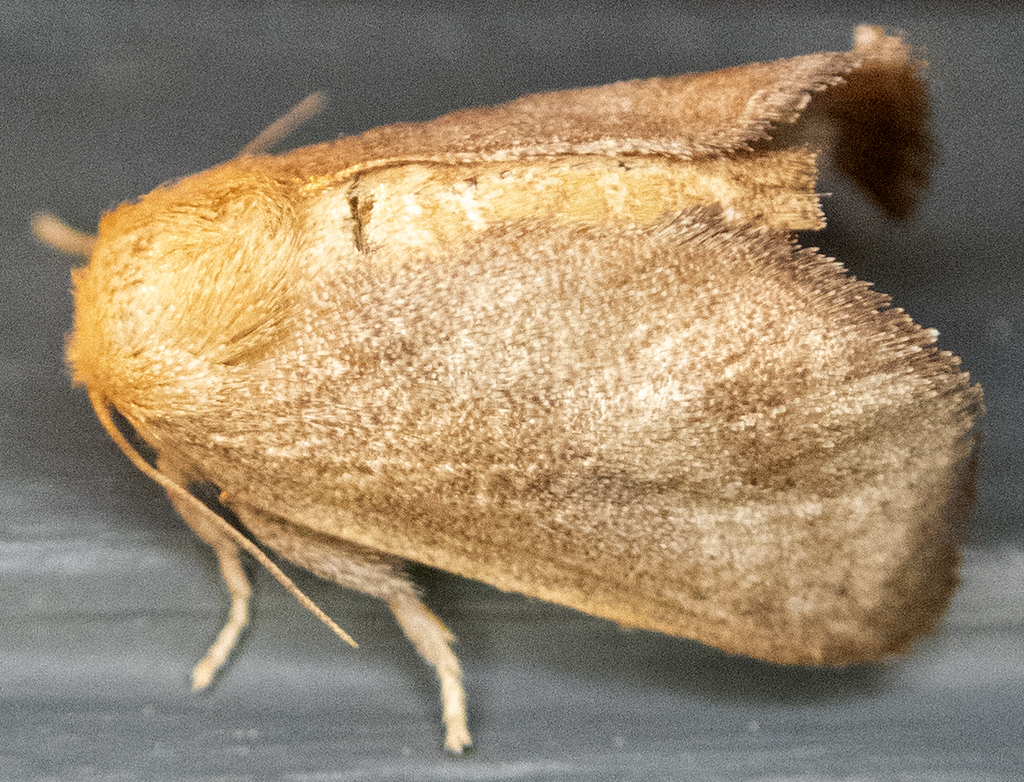 Crowned Slug Moth from Shepard Settlement, Onondaga County, NY, USA on ...