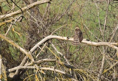 Accipiter cooperii