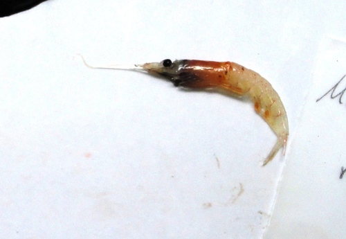 Representative image of Meganyctiphanes