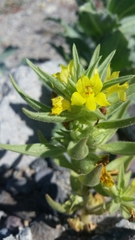 Mohavea breviflora