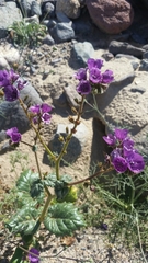Phacelia calthifolia