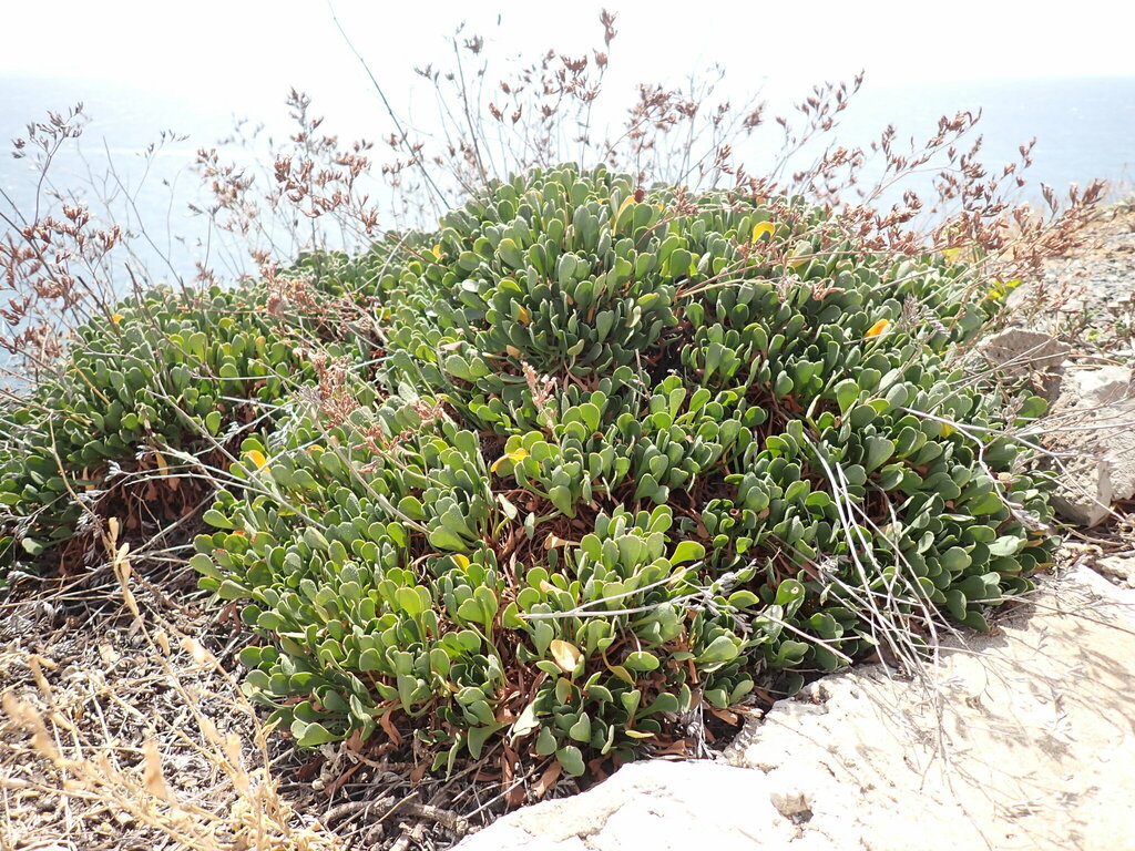 Gibraltar sea lavender
