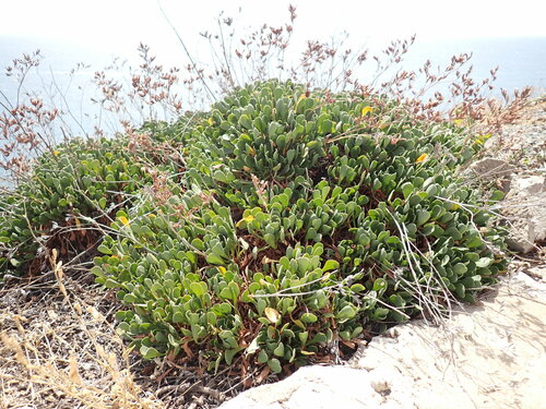 Limonium emarginatum