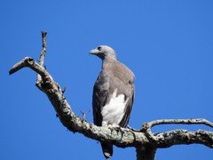 Haliaeetus ichthyaetus