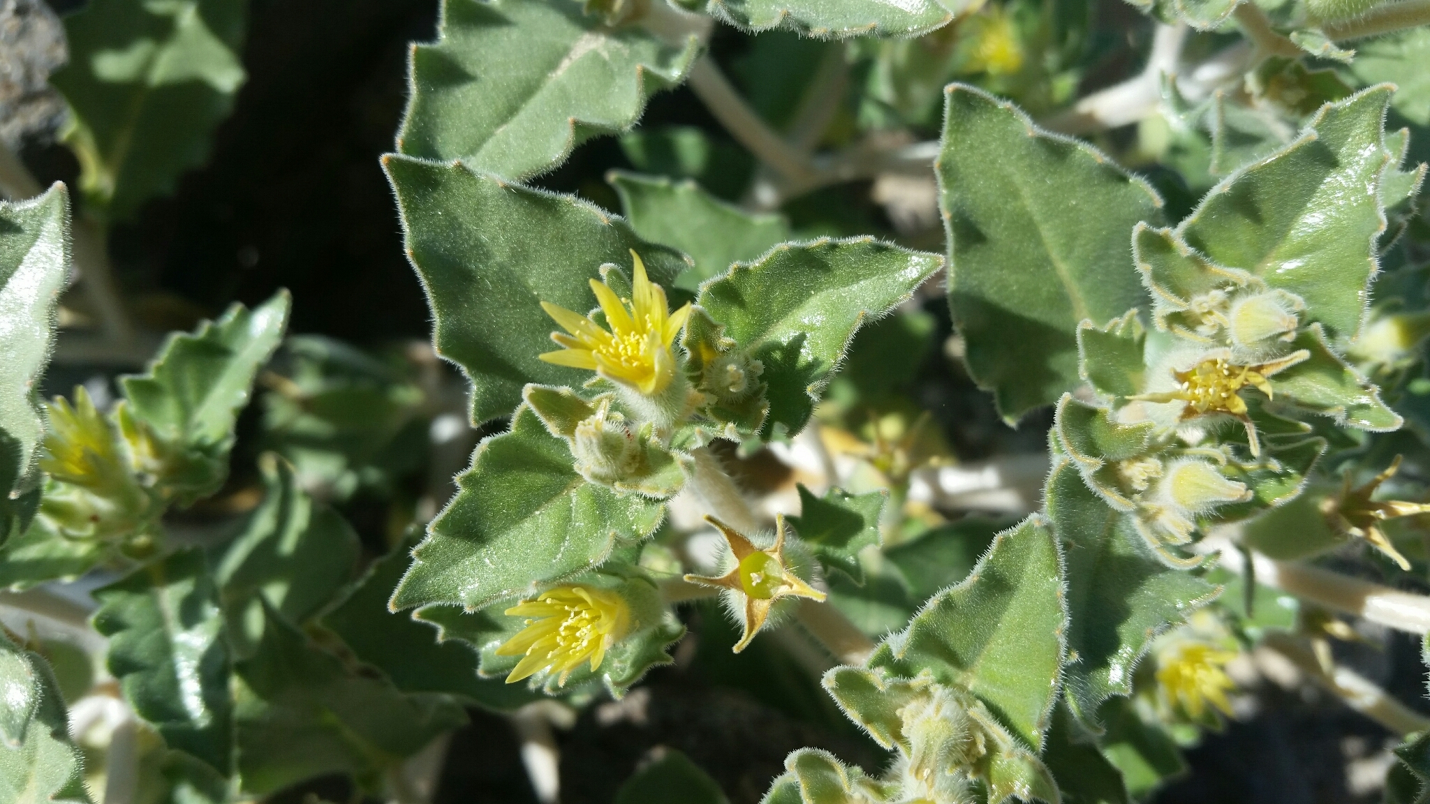 Mentzelia reflexa