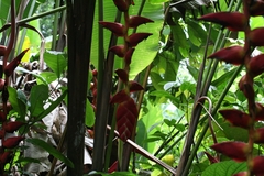 Heliconia pogonantha image