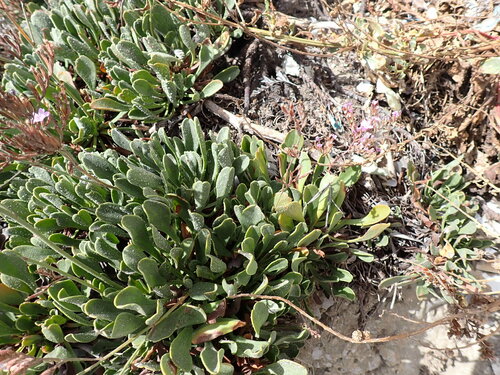Image of Limonium emarginatum by (c) Loopy30, some rights reserved (CC BY-SA)