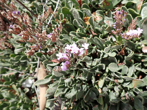 Image of Limonium emarginatum by (c) Loopy30, some rights reserved (CC BY-SA)