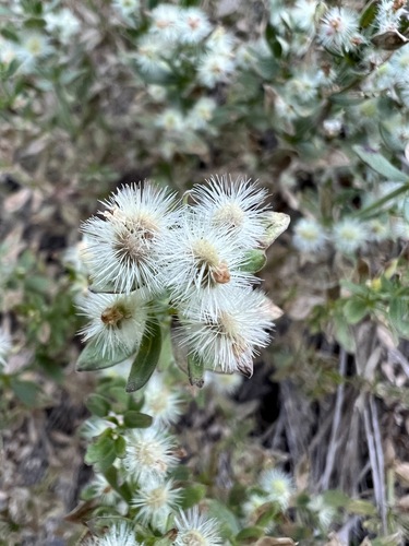 Image of Galium serpenticum by no rights reserved