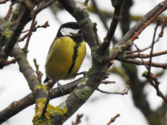 Parus major newtoni