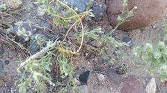 Pectocarya recurvata