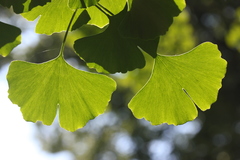 Ginkgo biloba