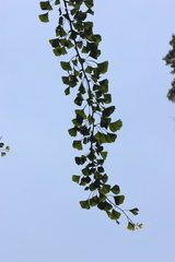 Ginkgo biloba