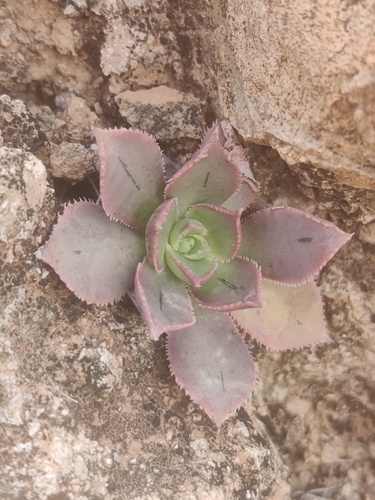 Aeonium percarneum