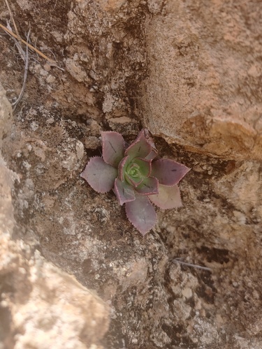 Aeonium percarneum